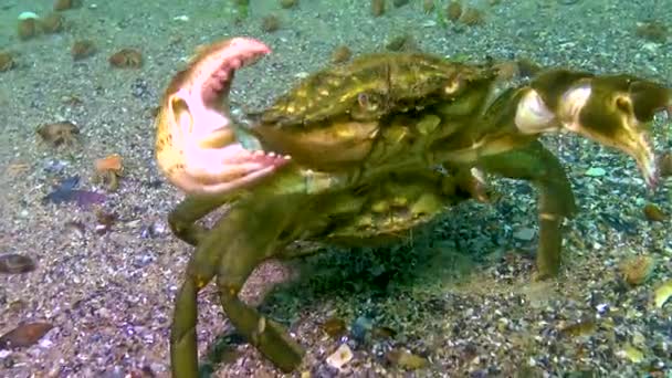 Man Vrouw Van Groene Krab Carcinus Maenas Tijdens Paring Invasieve — Stockvideo