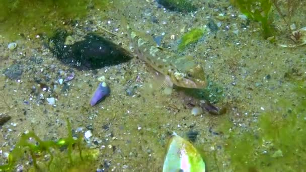 Den Svarta Smörbult Gobius Niger Flyter Ovanför Havsbotten Svarta Havet — Stockvideo