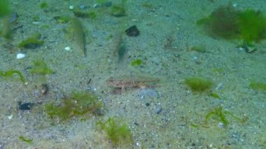 Kara keçi (Gobius niger) Karadeniz 'in üzerinde yüzer.