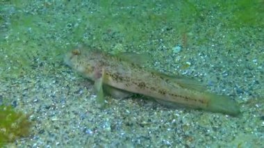 Kara keçi (Gobius niger) Karadeniz 'in üzerinde yüzer.