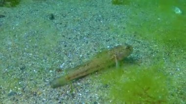 Kara keçi (Gobius niger) Karadeniz 'in üzerinde yüzer.