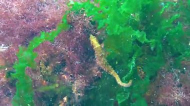 Karadeniz, Ukrayna 'da yeşil yosunların arasında saklanan uzun burunlu deniz atı (Hipokampus hipokampüsü).