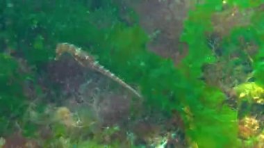 Karadeniz, Ukrayna 'da yeşil yosunların arasında saklanan uzun burunlu deniz atı (Hipokampus hipokampüsü).