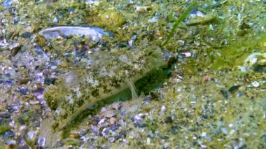 Kara keçi (Gobius niger) Karadeniz 'in üzerinde yüzer.