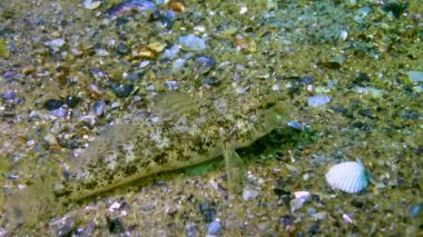Kara keçi (Gobius niger) Karadeniz 'in üzerinde yüzer.