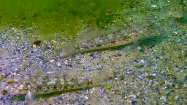 Kara keçi (Gobius niger) Karadeniz 'in üzerinde yüzer.