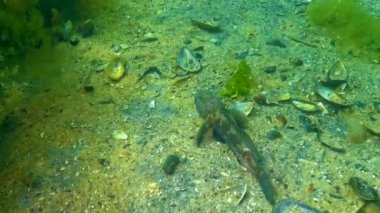 Kara keçi (Gobius niger) Karadeniz 'in üzerinde yüzer.