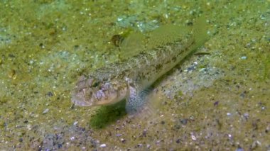 Kara keçi (Gobius niger) Karadeniz 'in üzerinde yüzer..