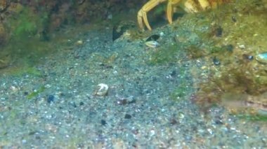 Kara keçi (Gobius niger) Karadeniz 'in üzerinde yüzer..