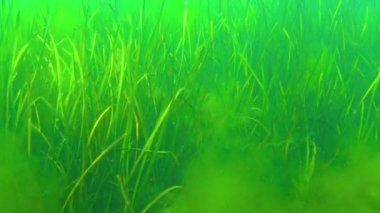 Zostera yosunu ve yeşil yosun (Cladophora sp.) Deniz tabanında, Karadeniz 'de.