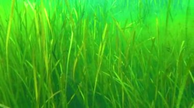 Zostera yosunu ve yeşil yosun (Cladophora sp.) Deniz tabanında, Karadeniz 'de.