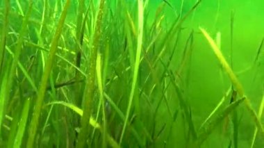 Zostera yosunu ve yeşil yosun (Cladophora sp.) Deniz tabanında, Karadeniz 'de.