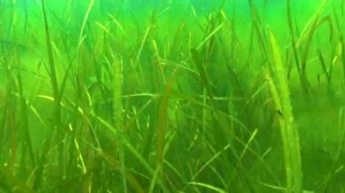 Zostera yosunu ve yeşil yosun (Cladophora sp.) Deniz tabanında, Karadeniz 'de.