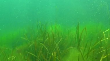 Zostera yosunu ve yeşil yosun (Cladophora sp.) Deniz tabanında, Karadeniz 'de.