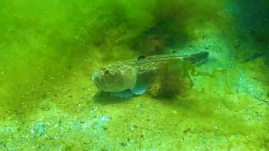 Atlantik yıldız teleskopu (Uranoscopus scaber), Karadeniz 'in tehlikeli zehirli balığı..