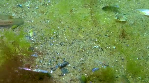 Den Svarta Smörbult Gobius Niger Flyter Ovanför Havsbotten Svarta Havet — Stockvideo