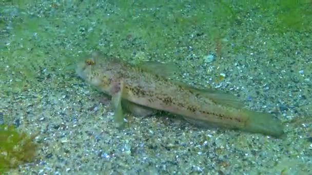 Goby Preto Gobius Niger Flutua Acima Fundo Mar Mar Negro — Vídeo de Stock