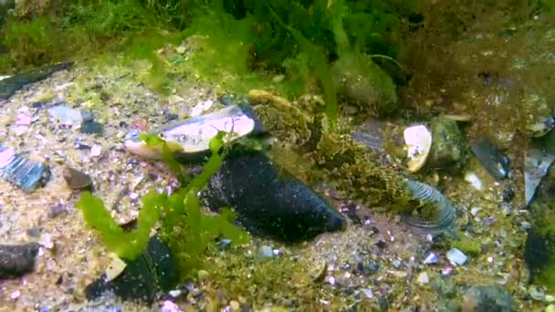 Tubenose Goby Proterorhinus Marmoratus Fish Black Sea Ukraine — Stock Video