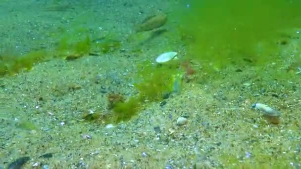 Gobius Niger 漂浮在海床之上 — 图库视频影像