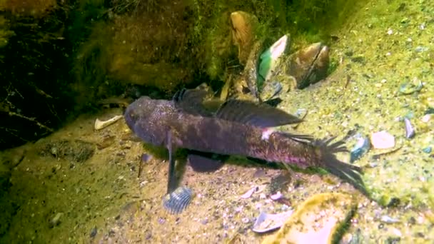 黒ゴビー ゴビアス ニガー が海底 黒海の上に浮かぶ — ストック動画