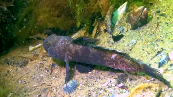 Goby Preto Gobius Niger Flutua Acima Fundo Mar Mar Negro — Vídeo de Stock