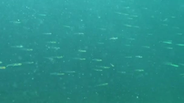 Goby Transparente Afia Minuta Pequenos Peixes Pelágicos Nadam Coluna Água — Vídeo de Stock