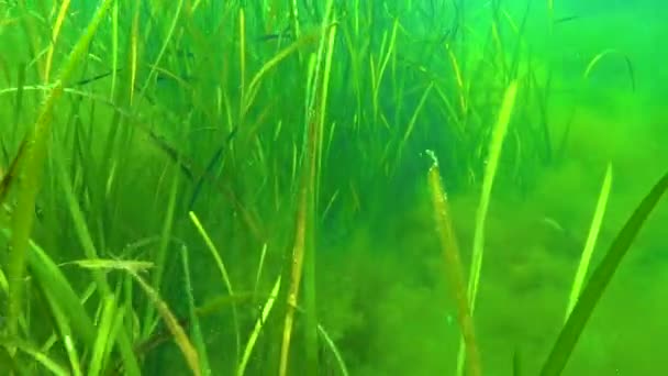 海草和绿藻 Cladophora 在海床 — 图库视频影像