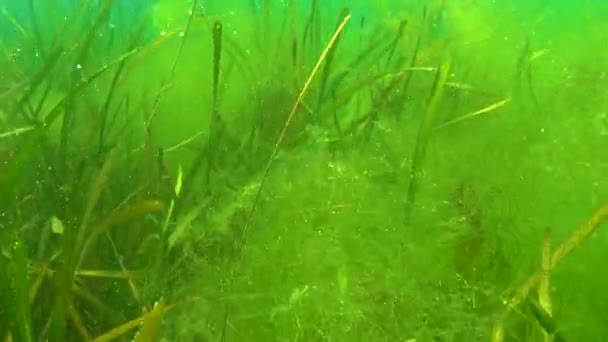 ゾステラ海草と緑藻 Cladophora 海底に黒い海があり — ストック動画