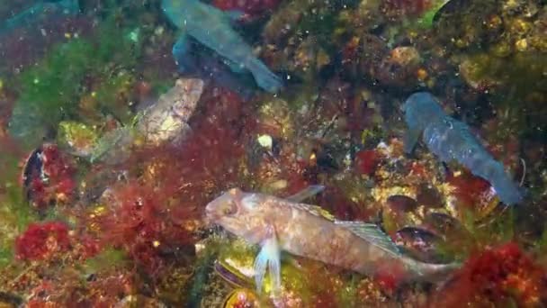 Maschi Neri Allevamento Colori Rotondi Goby Neogobius Melanostomus Nuotare Sopra — Video Stock