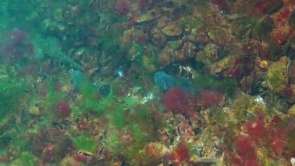 Siyah Erkekler Goby Neogobius Melanostomus Deniz Yatağının Üzerinde Yüzerler Karadeniz — Stok video