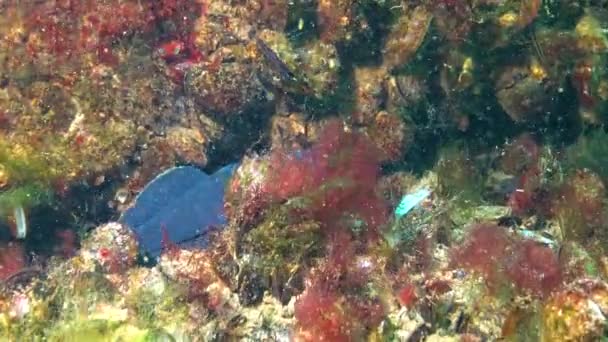 Machos Negros Cores Reprodução Redor Goby Neogobius Melanostomus Nadam Acima — Vídeo de Stock