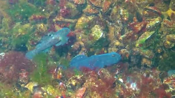 Schwarze Männchen Den Brutfarben Der Grundel Neogobius Melanostomus Schwimmen Über — Stockvideo