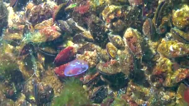 黒海の藻の上を泳ぐクラゲ ムーンクラゲ アウレリア アウリタ — ストック動画