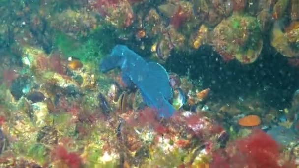 Schwarze Männchen Den Brutfarben Der Grundel Neogobius Melanostomus Schwimmen Über — Stockvideo