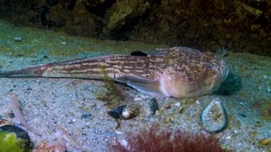 Atlantik yıldız teleskopu (Uranoscopus scaber), Karadeniz 'in tehlikeli zehirli balığı..