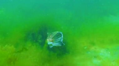 Atlantik yıldız teleskopu (Uranoscopus scaber), Karadeniz 'in tehlikeli zehirli balığı..