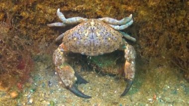 Jaguar yuvarlak yengeç (Xantho poressa). Karadeniz 'in Hayvanı.