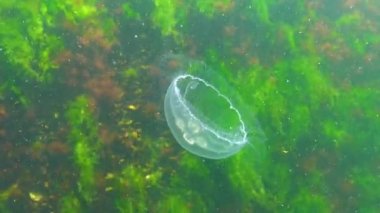 Genel denizanası, ay denizanası (Aurelia aurita) Karadeniz 'de algler üzerinde yüzer..