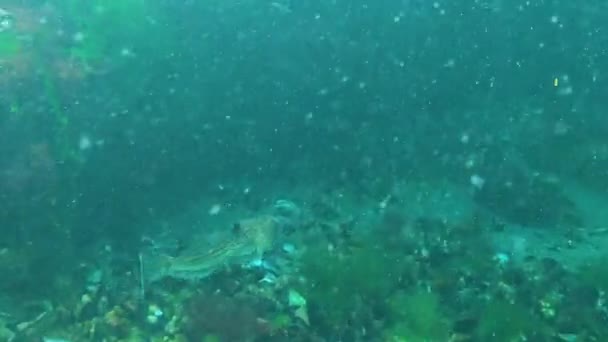 Atlantstjärnan Uranoscopus Scaber Farlig Giftig Fisk Svarta Havet — Stockvideo