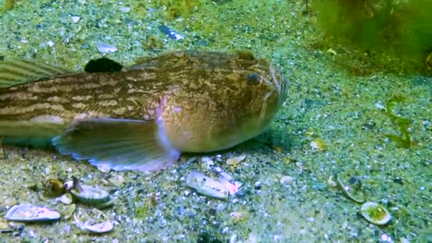 Stargazer Atlântico Uranoscopus Scaber Perigoso Peixe Venenoso Mar Negro — Vídeo de Stock