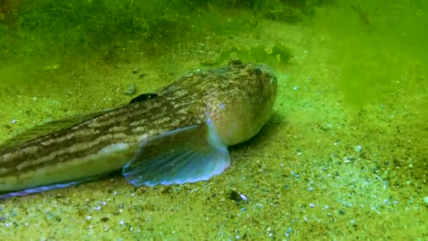 大西洋海星猎手 Uranoscopus Scaber 黑海危险的毒鱼 — 图库视频影像