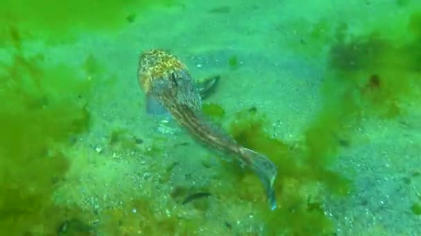 Атлантичний Мореплавець Uranoscopus Scaber Небезпечна Отруйна Риба Чорного Моря — стокове відео
