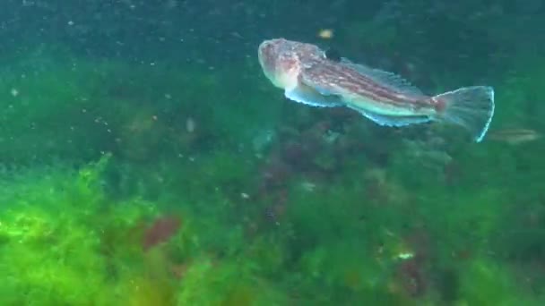 Der Atlantische Sternengucker Uranoscopus Scaber Gefährlicher Giftfisch Aus Dem Schwarzen — Stockvideo