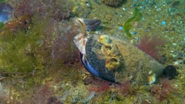 Der Tentakelblenny (Parablennius tentacularis), Männchen in einer Muschelschale auf einem Gelege mit Eiern, Schwarzes Meer.