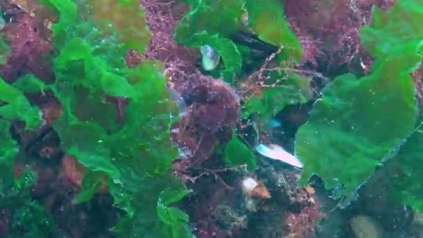 Langsnuit Zeepaardje Hippocampus Hippocampus Verscholen Tussen Groene Algen Zwarte Zee — Stockvideo