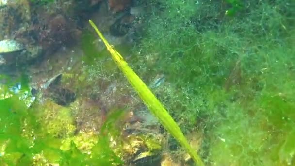 Gelbgrüner Weibchen Breitnasenpfeifenfisch Syngnathus Typhle Dickicht Der Algen Schwarzes Meer — Stockvideo
