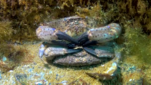 Crabe Commun Xantho Poressa Mâle Femelle Faune Mer Noire — Video