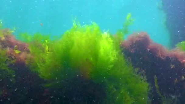 Glony Zielone Cladophora Skałach Dnie Morza Morze Czarne — Wideo stockowe