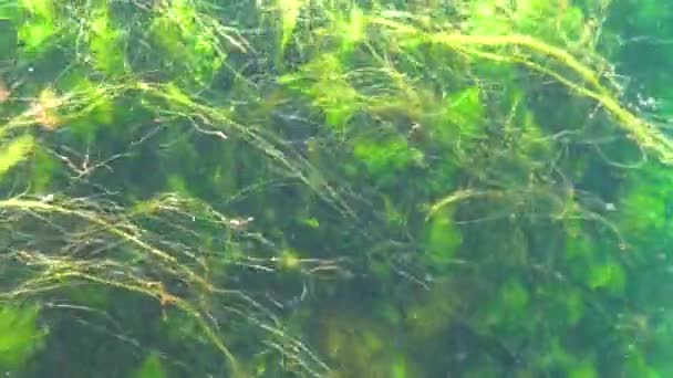 Rode Ceramium Groene Cladophora Ulva Algen Rotsen Zeebodem Zwarte Zee — Stockvideo