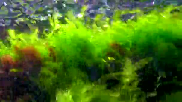 Красные Ceramium Зеленые Cladophora Ulva Водоросли Скалах Морском Дне Черное — стоковое видео